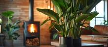 Close-up Of Strelitzia Nicolai On Stand In Interior. Growing And Caring For Indoor Plant In Scandinavian Loft With Metal Stove Fireplace.