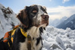 Close up portrait rescuer dog searches the snowy terrain mountain for missing individuals after an avalanche, copy space