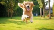 happy golden retriever jumping on the lawn at a sunny day