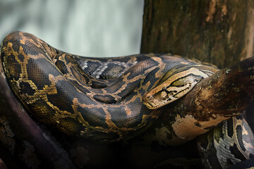 Sticker - Indian Python Snake (Python molurus)