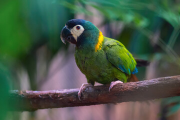 Poster - Golden Collared Macaw (Primolius auricollis)