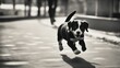© Jared - black and white dog black and white  running with happy puppy
