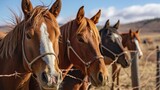 Fototapeta Mapy - A group of horses standing next to each other. Perfect for equestrian enthusiasts or farm-related projects