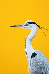 Poster - A close up shot of a bird on a vibrant yellow background. This image can be used to add a pop of color and nature to any design or project