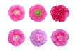 Hollyhock flower collection isolated on white background