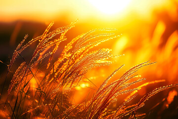 Poster - Grass at sunset with strong wind and sun in the background