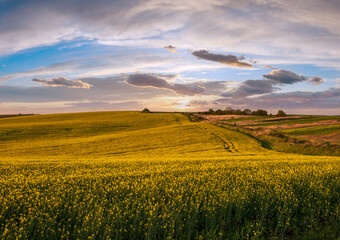 Wall Mural - spring sunset rapeseed yellow blooming fields view, blue sky with clouds in evening sunlight. natura
