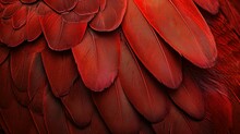 Red Feather Pigeon Macro Photo. Texture Or Background