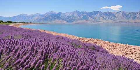 Canvas Print - Lavender Field by the Lake with Mountain Background