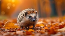 Cute Hedgehog In The Autumn Forest