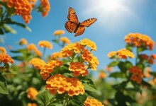 Bright Colorful Summer Spring Flower Border Natural Landscape With Many Orange Lantana Flowers And F
