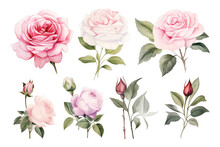 Collection Of Set Watercolor White And Pink Rose Flower Isolated On Transparent Background. PNG File, Cut Out