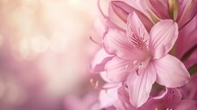 Delicate Pink Lilies With A Soft-focus And Bokeh Background