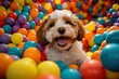 The Cockapoo dog is having a great time playing in a ball pit to celebrate its birthday.