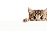 Fototapeta Koty - Scottish Straight cat humorously peeks from banner white background