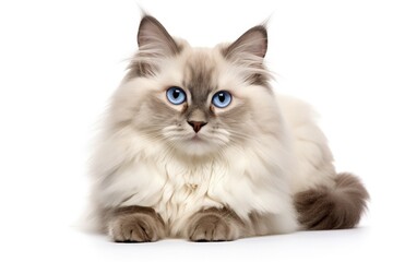  White background Neva masquerade cat