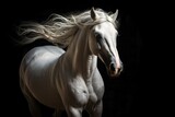 Fototapeta Konie - White horse in motion isolated on dark background