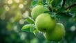 A beautiful green apple glistens on the tree, adorned with dew