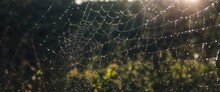 Closeup Shot Of Dew On Scattered Bokeh Spider Web.