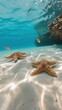 starfish and colorful tropical yellow fish under water