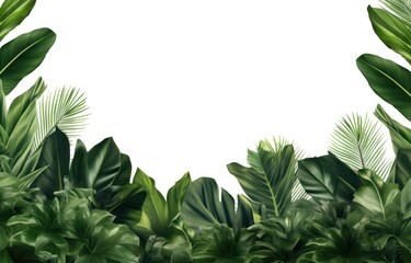 Wall Mural - a tropical leaf border is placed on a white background