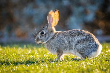 Wall Mural - Desert Cottontail (Sylvilagus audubonii)