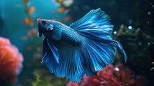 A Stunning Blue Betta Fish Displays A Vibrant And Colorful Tail Against A Natural Background