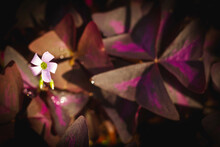 Oxalis Triangularis Flowers And Purple Shamrock Plant.