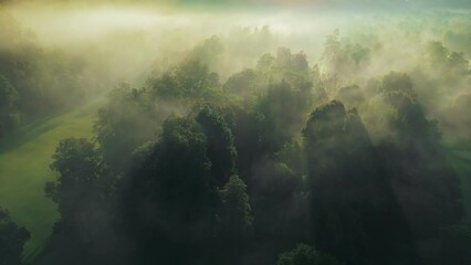 Fototapete - Magical foggy sunrise in the rain forest. Aerial view of sun rays break through green trees foliage of tropical forest. Misty morning in the wood