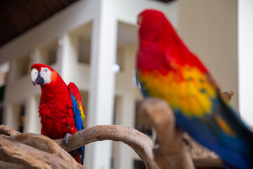 two trained parrots