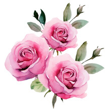 Watercolor Pink Rose Flowers In A Floral Arrangement Isolated Trasparent Background