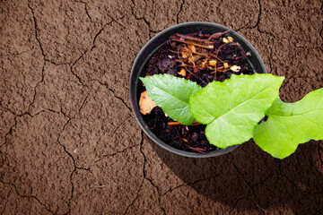 Wall Mural - Plant seeds grow in the pot in the middle of a drought field