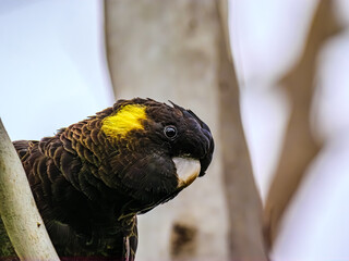 Sticker - Curious Black Cocky