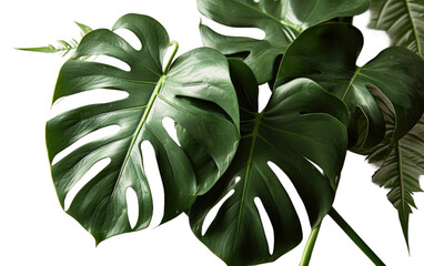  Clean Fake Monstera on White on a transparent background