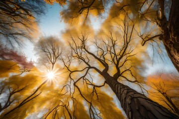 Poster - sunset in the forest