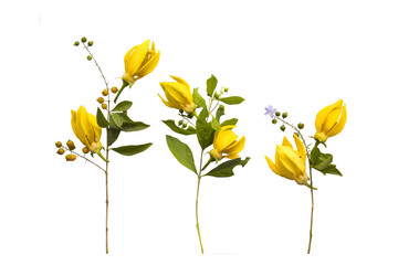 Wall Mural - yellow flowers ylang ylang local flora arrangement flat lay postcard style 