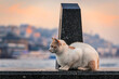 © SvetlanaSF - Cats of Istanbul, a white and orange cat on a pier near the Galata bridge at sunrise, Karakoy area across the Bosphorus Strait, Istanbul, Turkey