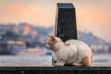 Cats of Istanbul, a white and orange cat on a pier near the Galata bridge at sunrise, Karakoy area across the Bosphorus Strait, Istanbul, Turkey