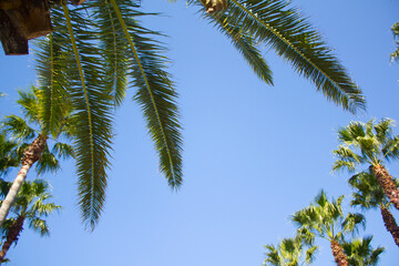 Canvas Print - This is a low view of palm trees.