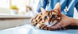 Fototapeta  - Generative AI, cute cat being examined by professional veterinarian in vet clinic	
