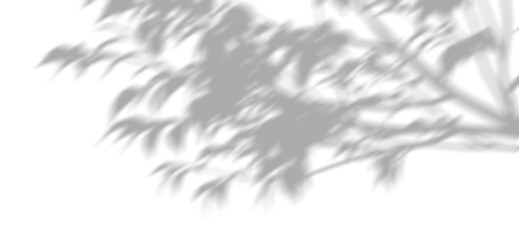 Wall Mural - realistic shadow leaves branch movement on transparent backgrounds 3d rendering png