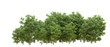 Fototapeta Natura - Green forest isolated on background. 3d rendering - illustration