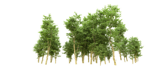 Green forest isolated on background. 3d rendering - illustration