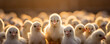 Small litte chikens, young cute yellow chicks in breeding farm.