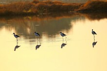 Candle Footed​ Birds​ Stands In​ The​ Shallow Water 