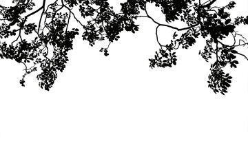 Silhouette of branches with leaves of a big tree isolated on a png file with a transparent background.