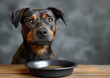 Perrito pequeño manchas Stanford Bull Terrier, premiado sorpresa, galleta en el plato de metal, fondo gris jaspeado, orden de comida, sentado de frente izquierda, copy espacio, mascota monada ternura