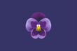 Viola tricolor ícone simples e minino 
