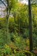 Buchenwald im Naturschutzgebiet Gelpe, Wuppertal