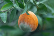 moldy orange on branch